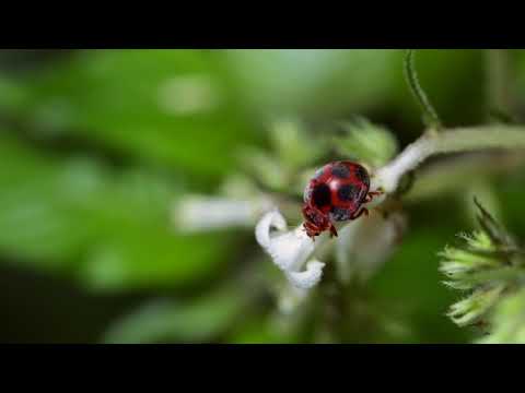 Review mô hình xe HUMMER H2 1:24
